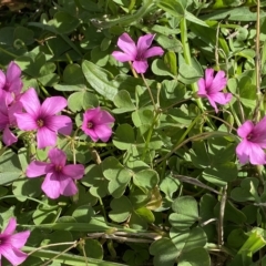 Oxalis articulata at Numeralla, NSW - 8 Apr 2023