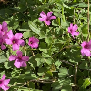 Oxalis articulata at Numeralla, NSW - 8 Apr 2023