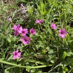 Oxalis articulata at Numeralla, NSW - 8 Apr 2023