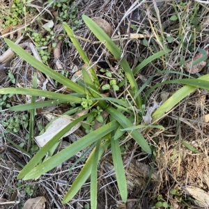 Agapanthus praecox subsp. orientalis at Karabar, NSW - 17 Apr 2023