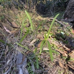 Agapanthus praecox subsp. orientalis at Karabar, NSW - 17 Apr 2023