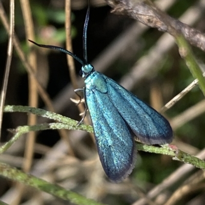 Pollanisus (genus) (A Forester Moth) at Karabar, NSW - 17 Apr 2023 by SteveBorkowskis