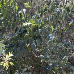Celtis australis (Nettle Tree) at Karabar, NSW - 17 Apr 2023 by SteveBorkowskis