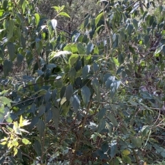 Celtis australis (Nettle Tree) at Karabar, NSW - 17 Apr 2023 by Steve_Bok