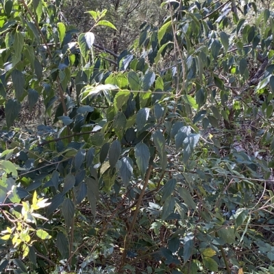 Celtis australis (Nettle Tree) at Karabar, NSW - 17 Apr 2023 by SteveBorkowskis