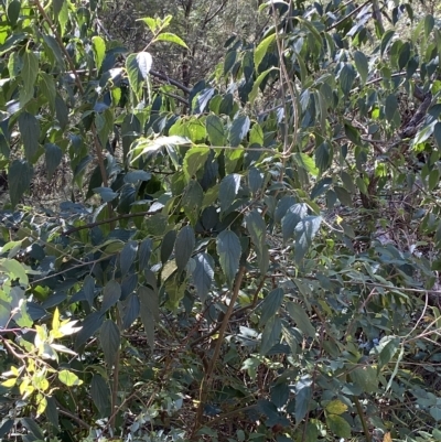 Celtis australis (Nettle Tree) at QPRC LGA - 17 Apr 2023 by Steve_Bok