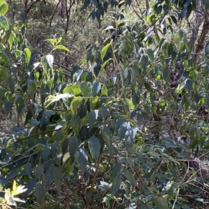 Celtis australis at Karabar, NSW - 17 Apr 2023