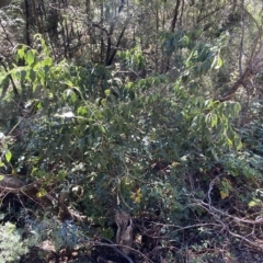 Celtis australis at Karabar, NSW - 17 Apr 2023