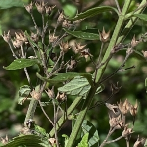 Teucrium corymbosum at Googong, NSW - 17 Apr 2023 01:39 PM