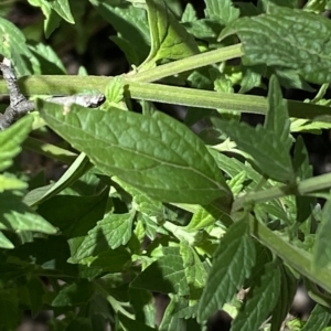 Teucrium corymbosum at Googong, NSW - 17 Apr 2023 01:39 PM