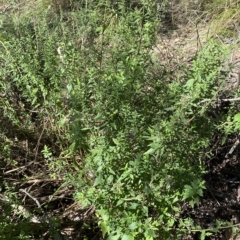 Teucrium corymbosum at Googong, NSW - 17 Apr 2023 01:39 PM