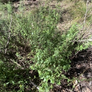 Teucrium corymbosum at Googong, NSW - 17 Apr 2023 01:39 PM