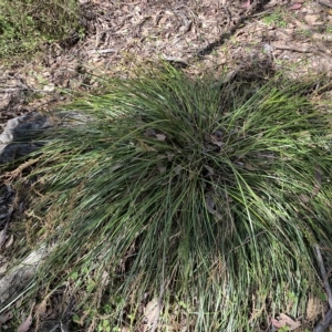 Lepidosperma laterale at Googong, NSW - 17 Apr 2023 01:38 PM