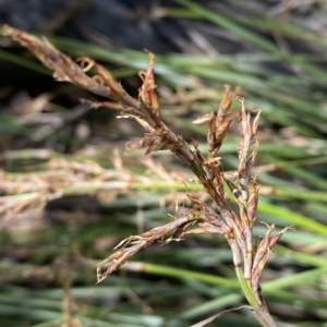 Lepidosperma laterale at Googong, NSW - 17 Apr 2023 01:38 PM