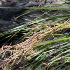 Lepidosperma laterale at Googong, NSW - 17 Apr 2023 01:38 PM