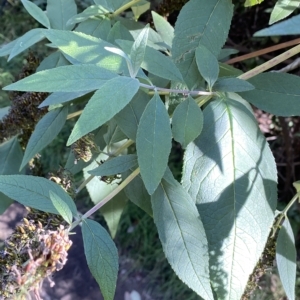 Buddleja davidii at Googong, NSW - 17 Apr 2023