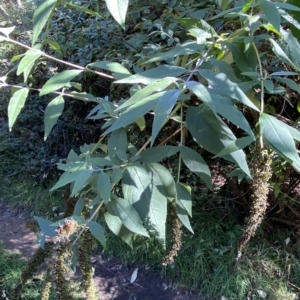 Buddleja davidii at Googong, NSW - 17 Apr 2023