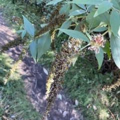 Buddleja davidii at Googong, NSW - 17 Apr 2023