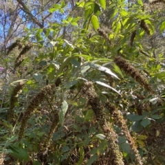 Buddleja davidii at Googong, NSW - 17 Apr 2023