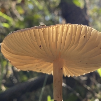 Oudemansiella gigaspora group (Rooting Shank) at Karabar, NSW - 17 Apr 2023 by SteveBorkowskis