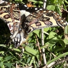 Apina callisto (Pasture Day Moth) at Red Hill to Yarralumla Creek - 14 Apr 2023 by KL