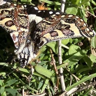 Apina callisto (Pasture Day Moth) at Red Hill Nature Reserve - 14 Apr 2023 by KL