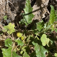 Solanum cinereum at Karabar, NSW - 17 Apr 2023