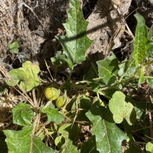 Solanum cinereum at Karabar, NSW - 17 Apr 2023 01:04 PM