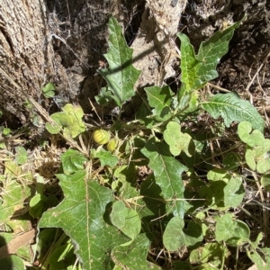 Solanum cinereum at Karabar, NSW - 17 Apr 2023