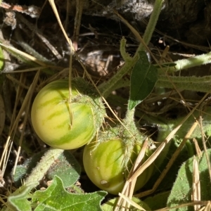 Solanum cinereum at Karabar, NSW - 17 Apr 2023 01:04 PM