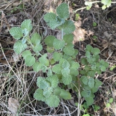 Marrubium vulgare (Horehound) at Karabar, NSW - 17 Apr 2023 by Steve_Bok