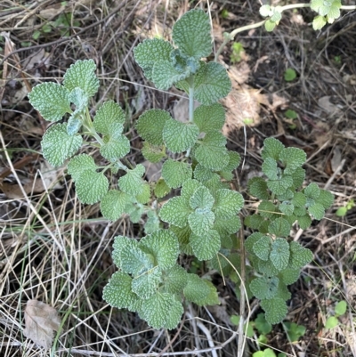 Marrubium vulgare (Horehound) at Karabar, NSW - 17 Apr 2023 by SteveBorkowskis