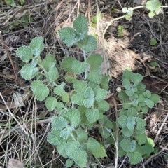 Marrubium vulgare at Karabar, NSW - 17 Apr 2023