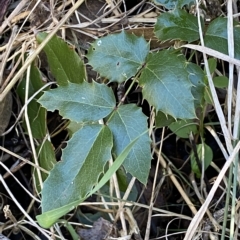 Berberis aquifolium (Oregon Grape) at Karabar, NSW - 17 Apr 2023 by Steve_Bok