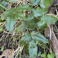Berberis aquifolium at Karabar, NSW - 17 Apr 2023