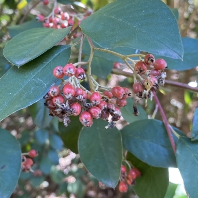 Cotoneaster glaucophyllus (Cotoneaster) at Karabar, NSW - 17 Apr 2023 by SteveBorkowskis