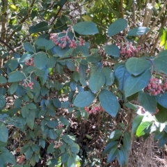 Cotoneaster glaucophyllus at Karabar, NSW - 17 Apr 2023 12:34 PM