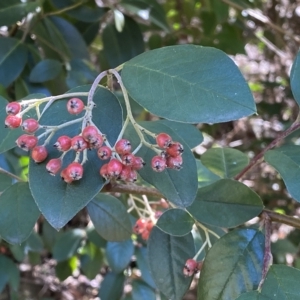 Cotoneaster glaucophyllus at Karabar, NSW - 17 Apr 2023 12:34 PM