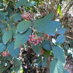 Cotoneaster glaucophyllus at Karabar, NSW - 17 Apr 2023 12:34 PM