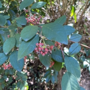 Cotoneaster glaucophyllus at Karabar, NSW - 17 Apr 2023