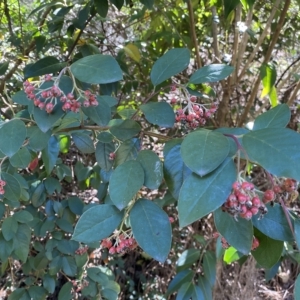 Cotoneaster glaucophyllus at Karabar, NSW - 17 Apr 2023 12:34 PM