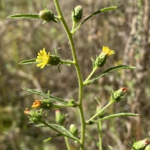 Dittrichia graveolens at Karabar, NSW - 17 Apr 2023