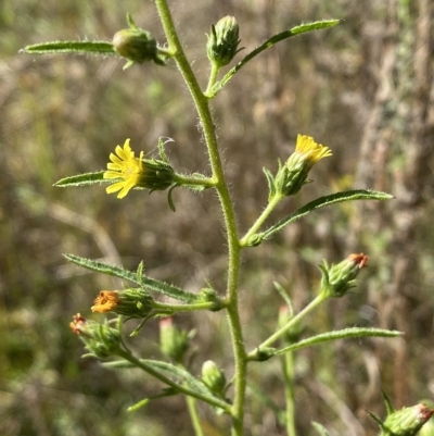 Dittrichia graveolens (Stinkwort) at Karabar, NSW - 17 Apr 2023 by Steve_Bok