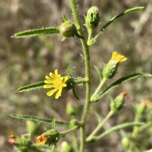 Dittrichia graveolens at Karabar, NSW - 17 Apr 2023