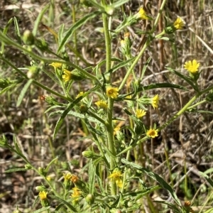 Dittrichia graveolens at Karabar, NSW - 17 Apr 2023