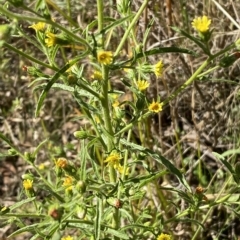 Dittrichia graveolens at Karabar, NSW - 17 Apr 2023