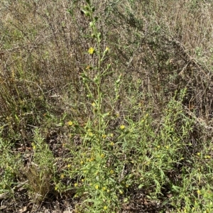 Dittrichia graveolens at Karabar, NSW - 17 Apr 2023