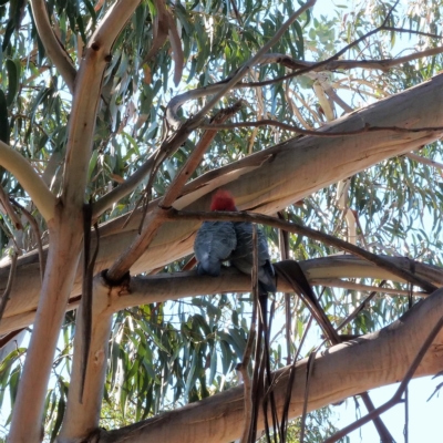 Callocephalon fimbriatum (Gang-gang Cockatoo) at Macquarie, ACT - 17 May 2019 by Untidy
