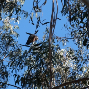 Callocephalon fimbriatum at Macquarie, ACT - 17 May 2019