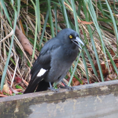 Strepera graculina (Pied Currawong) at Kambah, ACT - 16 Apr 2023 by MatthewFrawley